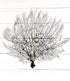 natural sea fan